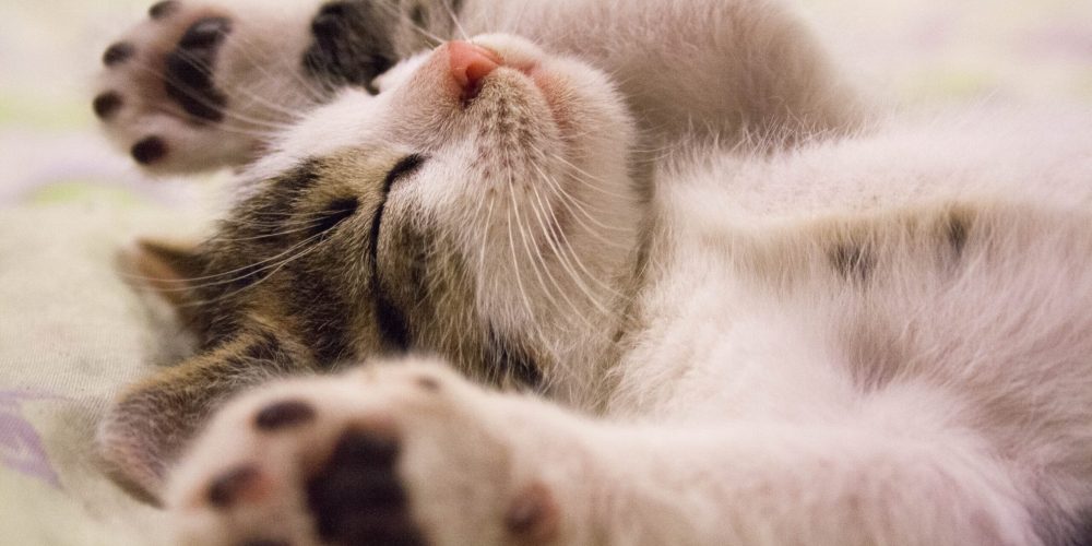 Slapende kat